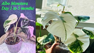 How to Take care Albo Monstera Variegated from day 1  Tips and Care by Reyna [upl. by Kavita883]