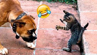 Funny Dogs And Cats Videos 2024 😅  Best Funniest Animal Videos Of The week 1296 [upl. by Allista]