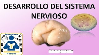 Embriologia Desarrollo del sistema nervioso [upl. by Sirdna]