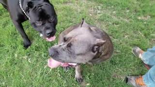 Taking our Cane Corso to the dog park Part1 [upl. by Akli848]