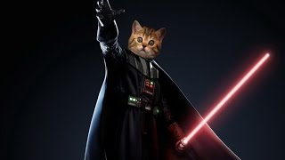 Star Wars Cats  The Imperial March Darth Vaders theme [upl. by Nevak]