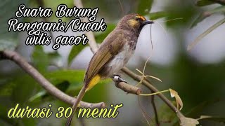 Burung Rengganis  Cucak Wilis gacor [upl. by Gerhardt]