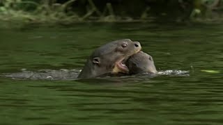 Otter Family Defeats Caiman in an Incredible Fight  BBC Earth [upl. by Calan404]