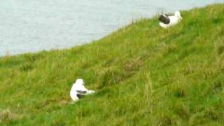 Albatross in flight and landing [upl. by Celine]