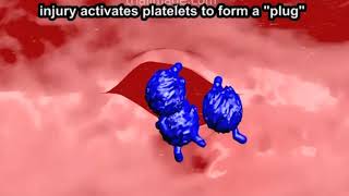 Heparin Structure Action and Role in Pulmonary Embolism and DVT Animation by Cal Shipley MD [upl. by Say]