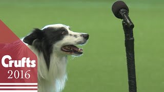 Freestyle Heelwork To Music Competition  Part 1  Crufts 2016 [upl. by Linn]