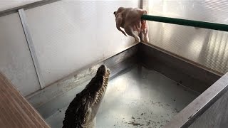 Crocodile eat chicken jump slowmotion [upl. by Yekcin200]