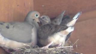 Mourning Doves On Nest And Later Mating 642016 HD [upl. by Aohsoj605]