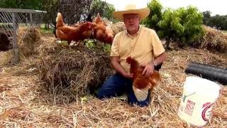 Review of Red Star Chickens from McMurray Hatchery [upl. by Sikorski415]