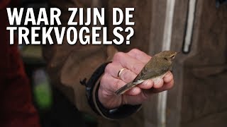 Waar zijn de vogels als ze niet in Nederland zijn  De Buitendienst over Trekvogels [upl. by Currey]