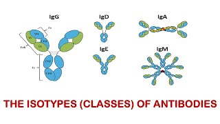 L56 The Isotypesclasses of antibodies An introduction to Immunoglobulin G [upl. by Mclain]