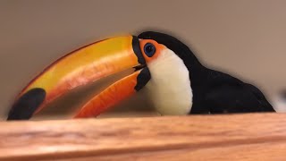 Whats It Like Having a Toucan In The HOUSE [upl. by Helms]