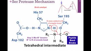 038Chymotrypsin Mechanism [upl. by Wendell]