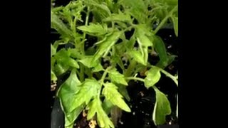 Curling Tomato Leaves [upl. by Mad]