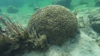 Snorkelling in Fiji Coral Coast  Outrigger Resort Sigatoka  Day 1 [upl. by Jolie]