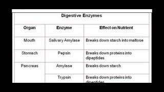 Digestive Enzymes And Functions [upl. by Nivak]