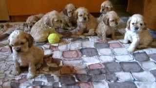 American cocker spaniel puppies [upl. by Adele]