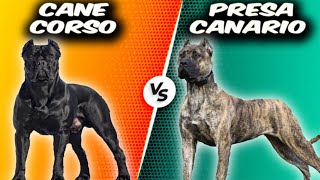 Cane Corso VS Presa Canario  Comparison [upl. by Ehsiom]