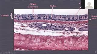 Labde histología epitelio cilíndrico ciliado pseudoestratificado alternado con células caliciformes [upl. by Ardnasyl]