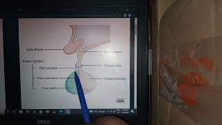 CNS Embryology Lec no8 Development of Pituitary Gland Hypophysis Rathkes PouchLangman Embryology [upl. by Leblanc]