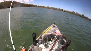 Kayak fishing Coomera River trevally Gold Coast Queensland [upl. by Ferrel162]