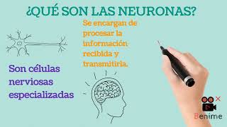 QUÉ SON LAS NEURONAS [upl. by Selena]