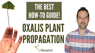 Oxalis Plant Propagation The Best Howto Guide [upl. by Loftus878]