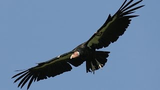 California condors [upl. by Kcajyllib]