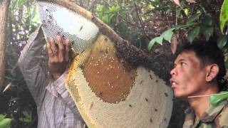 Harvesting Honey from Giant Honeybees in Cambodia [upl. by Anoerb]