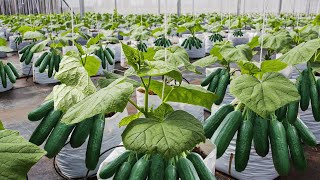 How to Grow 16 Millions Of Cucumbers In Greenhouse And Harvest  Modern Agriculture Technology [upl. by Sible889]