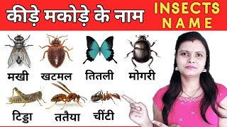 Insects Name in Hindi and English with Pictures  कीड़े मकोड़ों के नाम हिंदी और अंग्रेजी में [upl. by Assir]