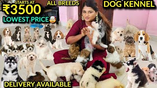 Cheapest DOG KENNEL  Chennai  ALL BREEDS [upl. by Megen707]