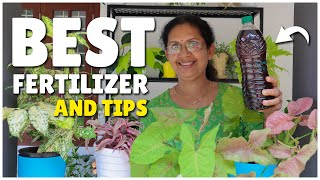 How to Fertilize Indoor Plants  Tips to Maintain them Healthy [upl. by Tenahs]