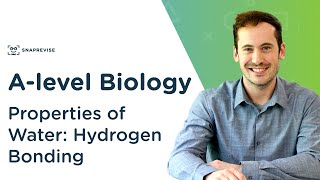 Properties of Water Hydrogen Bonding  Alevel Biology  OCR AQA Edexcel [upl. by Salkin879]