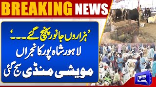 Lahore Cattel Market  Shahpur Kanjra Bakra Mandi  Bakra Mandi 2024  Dunya News [upl. by Nomor753]