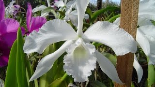 COMO PLANTAR LAELIA LÉLIA NA PEDRA [upl. by Stockwell]