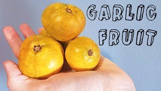 Garlic Fruit Garcinia spicata  Weird Fruit Explorer Ep 230 [upl. by Acinnej]