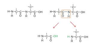 samenvatting havo biochemie [upl. by Anahsak174]