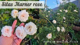 Silas Marner rose by David Austin Houston TX 9a [upl. by Eirek]