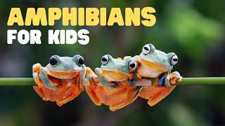 Amphibians for Kids  What is an amphibian Learn the characteristics of amphibians [upl. by Aneehs]