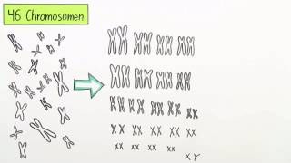 MEIOSE  BEDEUTUNG UND ABLAUF DER KEIMZELLENBILDUNG  Biologie  Genetik und Entwicklungsbiologie [upl. by Keppel]