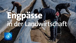 Fehlende Erntehelfer in der Landwirtschaft Warnung vor knapper Gemüseauswahl [upl. by Malachy]