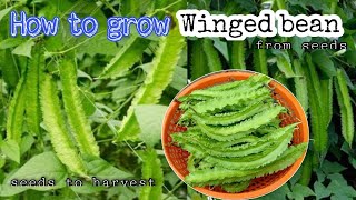 How to grow winged bean from seeds till harvest at home  Growing Winged Bean Plant by NY SOKHOM [upl. by Parsaye]