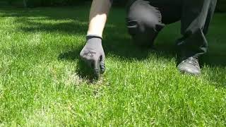 What Animal is Digging in Your Yard [upl. by Nielson78]