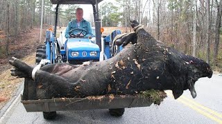 What Happens to Domestic Pigs in the Wild Shocked Everyone [upl. by Susann]