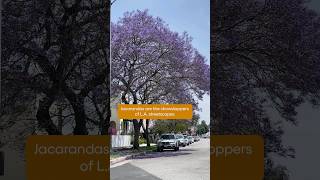 Jacaranda Trees Turn LA Purple in Spring  SoCal Wanderer  KCET [upl. by Naux242]