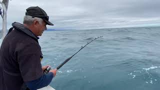 Kaikoura Hapuka Fishing NZ [upl. by Adnilec]