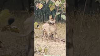 Asiatic Lion Roaring in Gir National Park – The King of the Jungle [upl. by Sirovart]