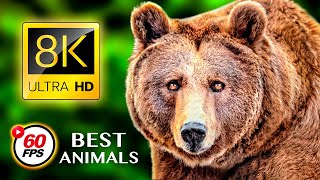 THE BEST ANIMALS 8K ULTRA HD  60FPS HDR [upl. by Eidissac]