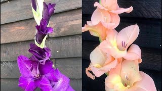 How To Lift and Store Gladioli Corms  Bulbs Storing Gladioli Over Winter [upl. by Bej]